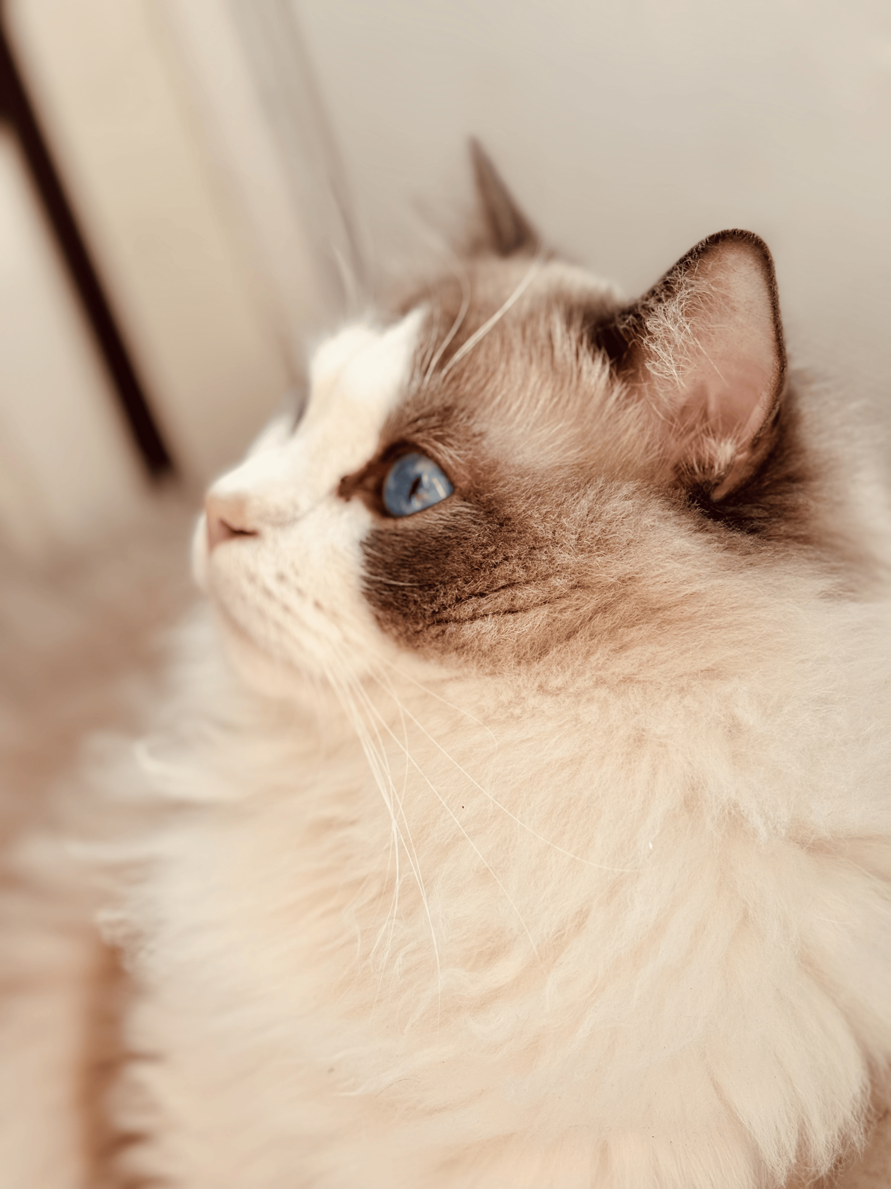 Photo of Lucas Su's cat Loki